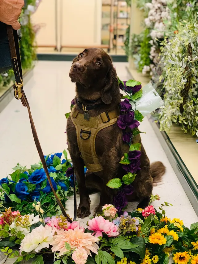 Cooperative Canine Concepts - Dog Training — photo from the business 11