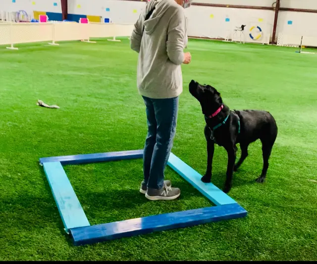 Cooperative Canine Concepts - Dog Training — photo from the business 5