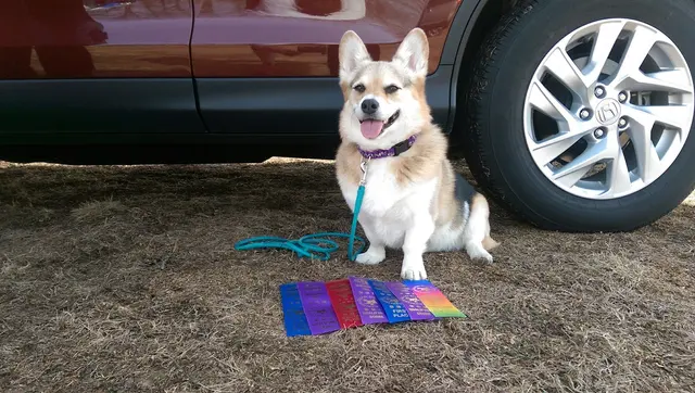 Quad Cities Dog Center — customer photo 8