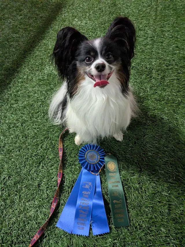 Quad Cities Dog Center — customer photo 6