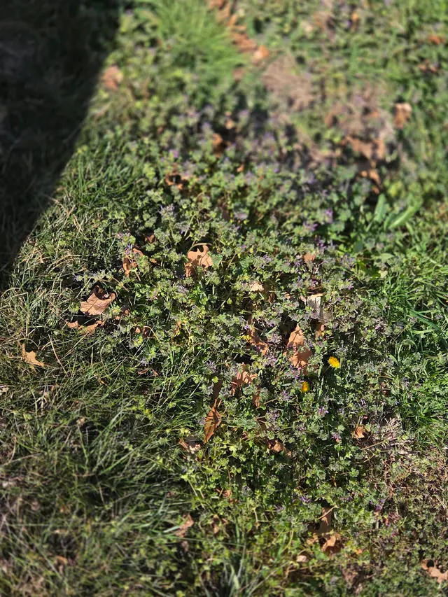 Spring Green — customer photo 5