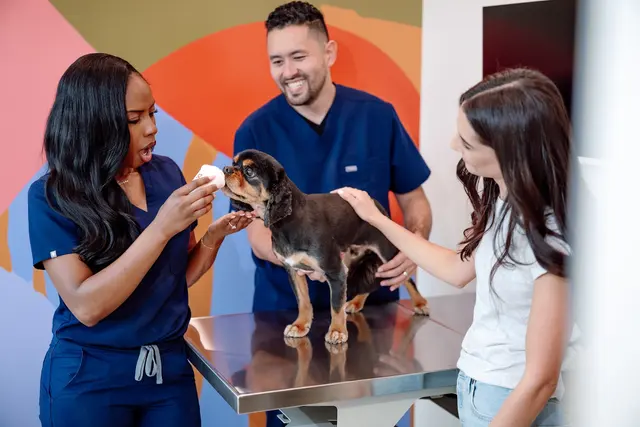 Petfolk Veterinary & Urgent Care - North Hills — photo from the business 6