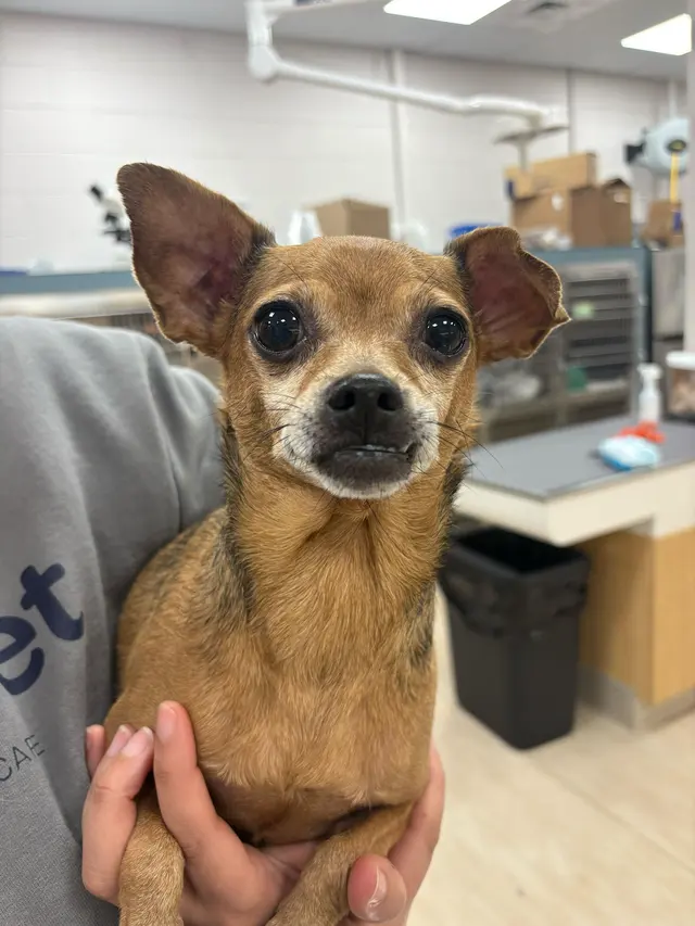 Truss Vet - Veterinary Urgent Care — photo from the business 4