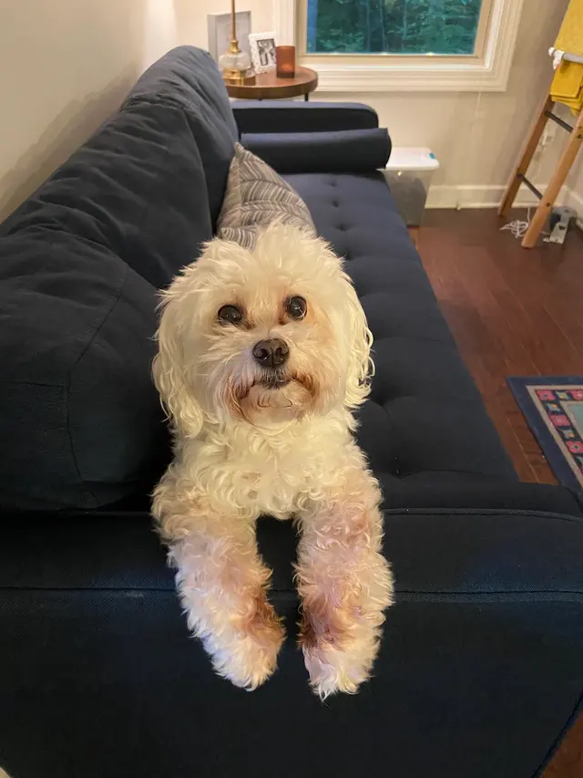 Customer photo of work by VEG ER for Pets, from Emma Stoltz's review