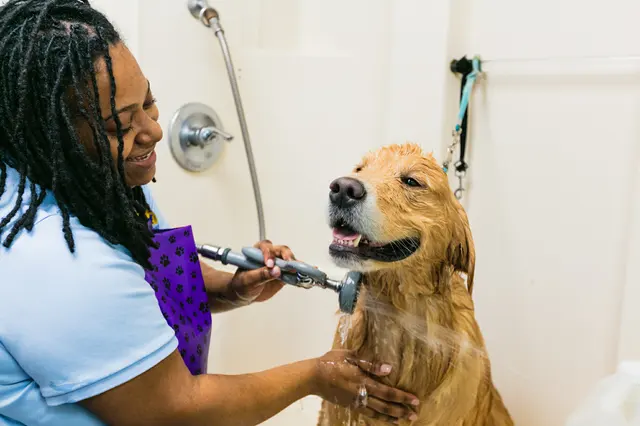 Care First Animal Hospital at Glenwood — photo from the business 4