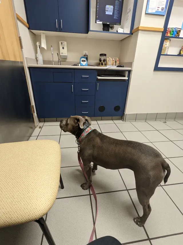 Care First Animal Hospital at Glenwood — customer photo 7