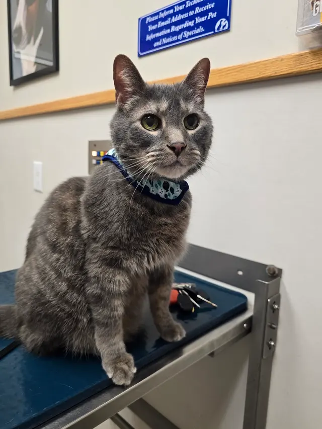 Care First Animal Hospital at Glenwood — customer photo 2