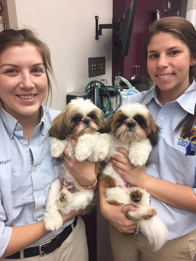 Care First Animal Hospital at Glenwood — photo from the business 5