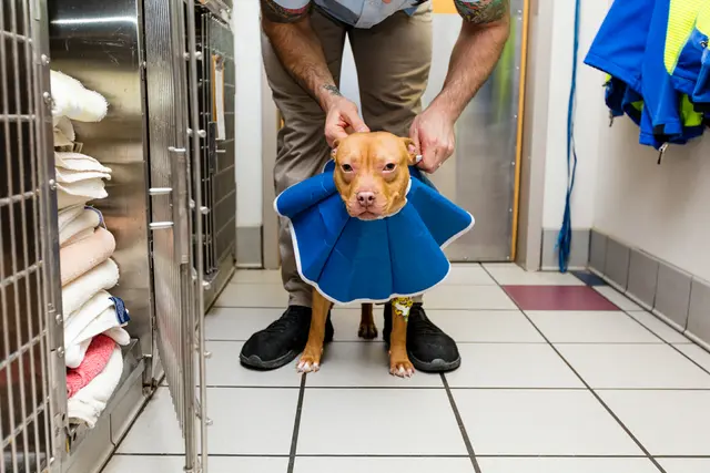 Care First Animal Hospital at Glenwood — photo from the business 6