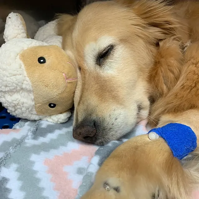 Care First Animal Hospital at Glenwood — photo from the business 11