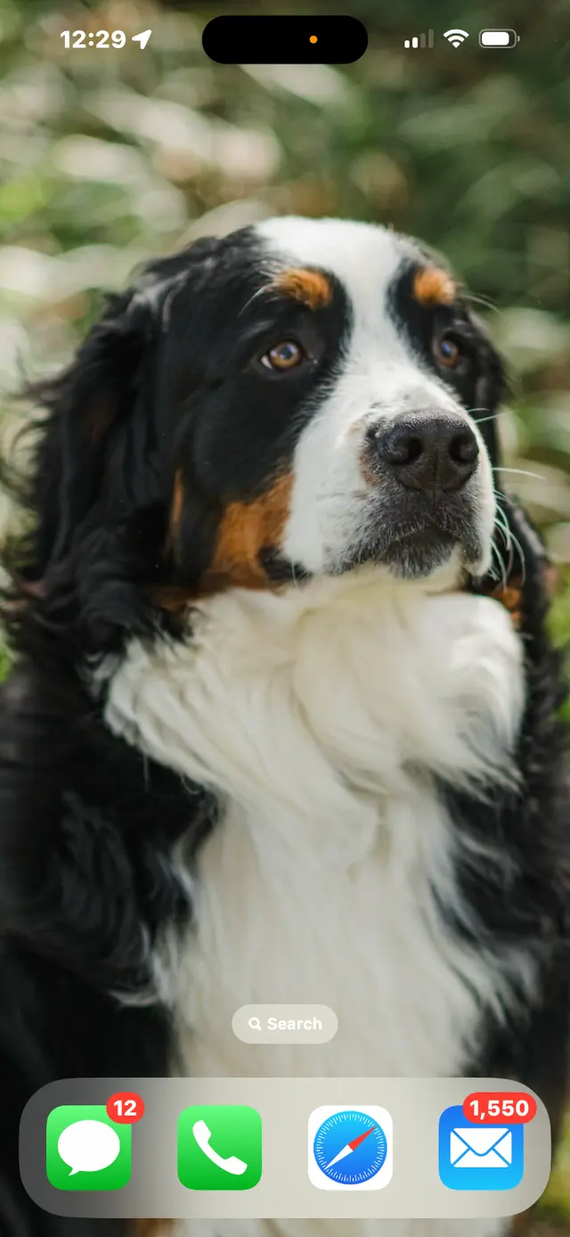 Customer photo of work by NCSU Veterinary Hospital, from Kathleen McCarthy's review