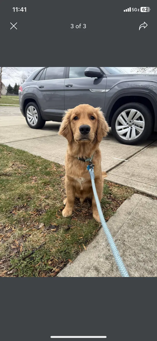 Customer photo of work by Heartland Goldens and Goldendoodles, from Alicen Engler's review