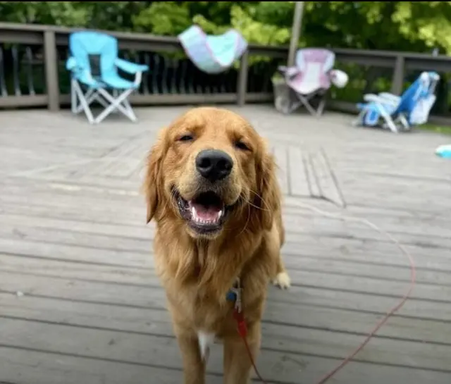 Heartland Goldens and Goldendoodles — customer photo 10