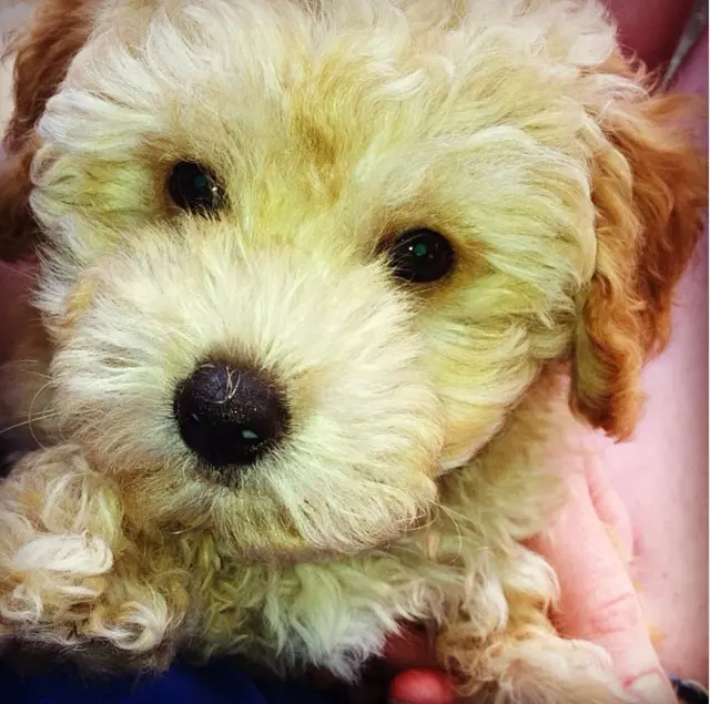 Heartland Goldens and Goldendoodles — customer photo 11