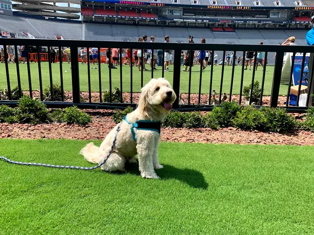 Heartland Goldens and Goldendoodles — customer photo 4