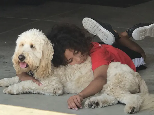 Heartland Goldens and Goldendoodles — customer photo 5
