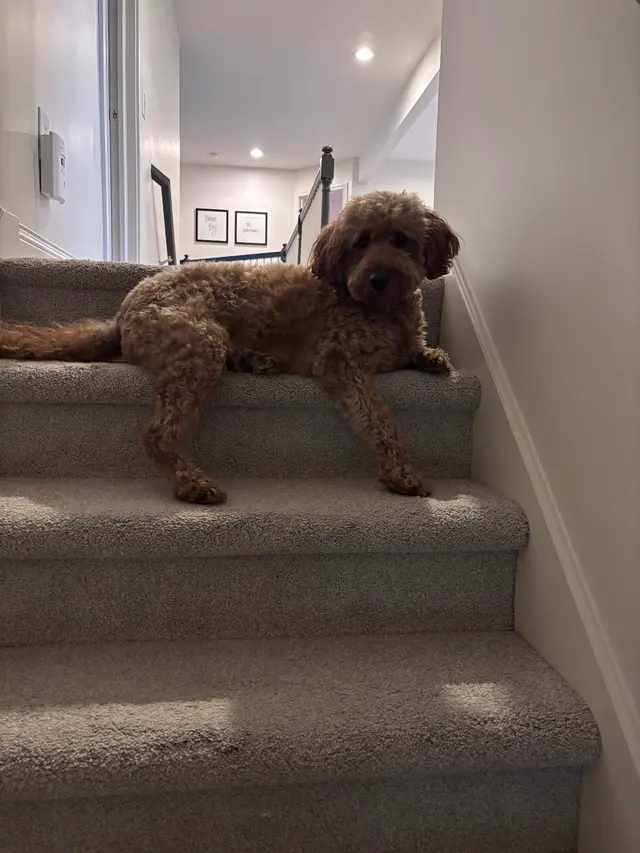 Heartland Goldens and Goldendoodles — customer photo 6