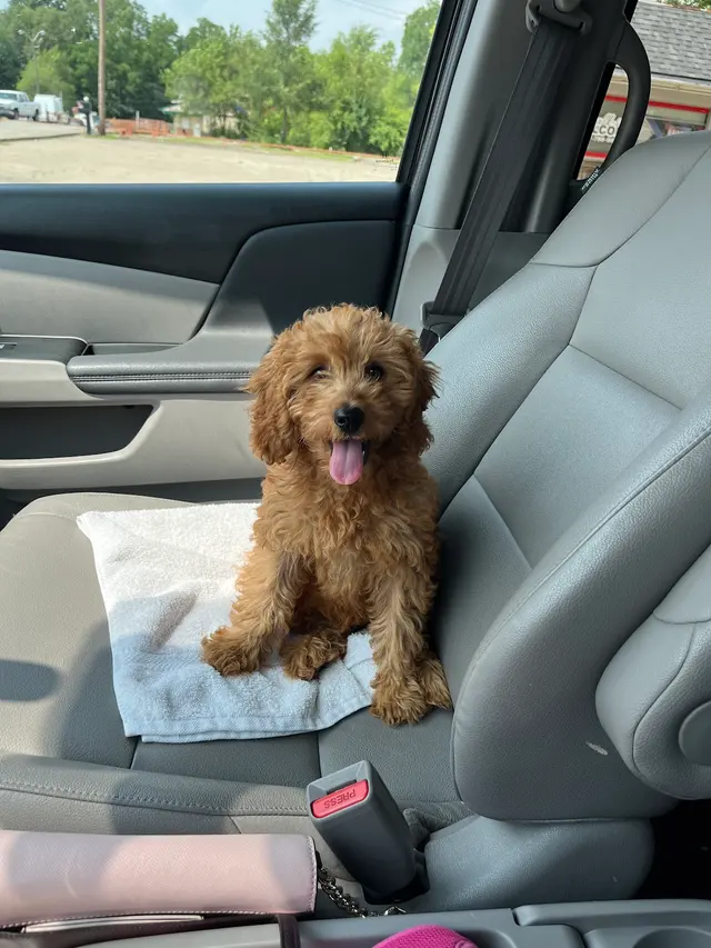 Heartland Goldens and Goldendoodles — customer photo 8