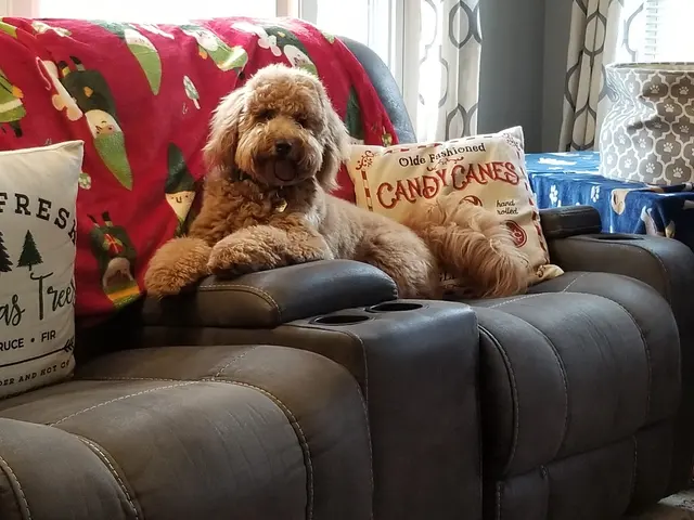Heartland Goldens and Goldendoodles — customer photo 2