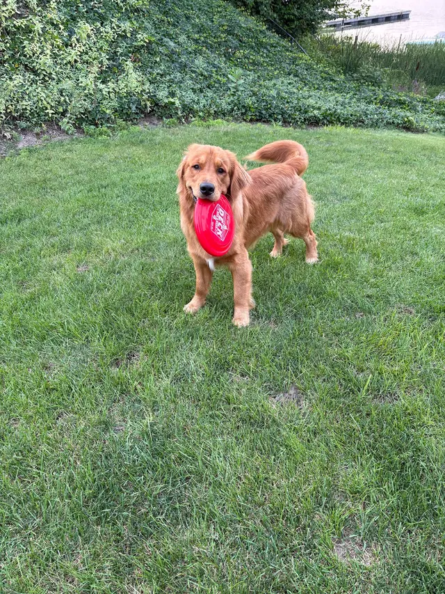 Heartland Goldens and Goldendoodles — customer photo 7
