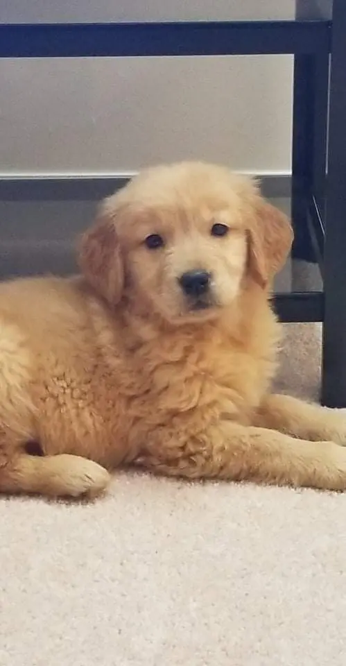 Heartland Goldens and Goldendoodles — customer photo 9