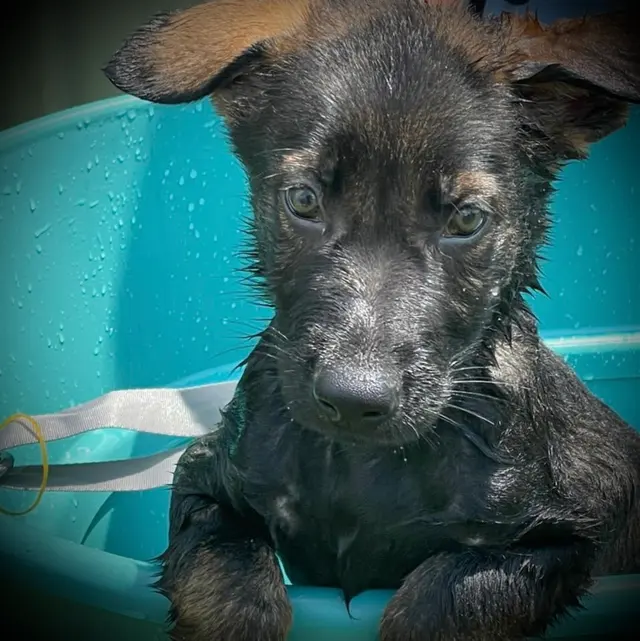 Sam I Am Boarding, Grooming, & Training — photo from the business 2