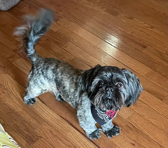Sam I Am Boarding, Grooming, & Training — customer photo 6