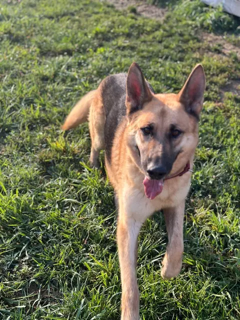 Sam I Am Boarding, Grooming, & Training — customer photo 7