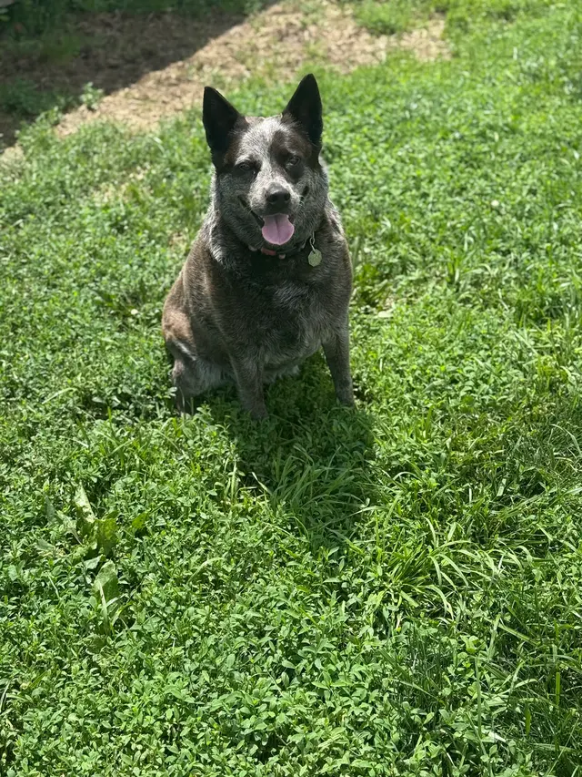 Sam I Am Boarding, Grooming, & Training — customer photo 9