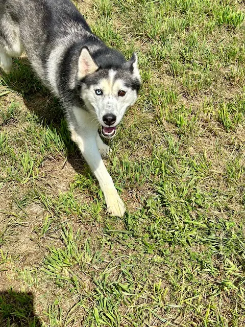 Sam I Am Boarding, Grooming, & Training — customer photo 10