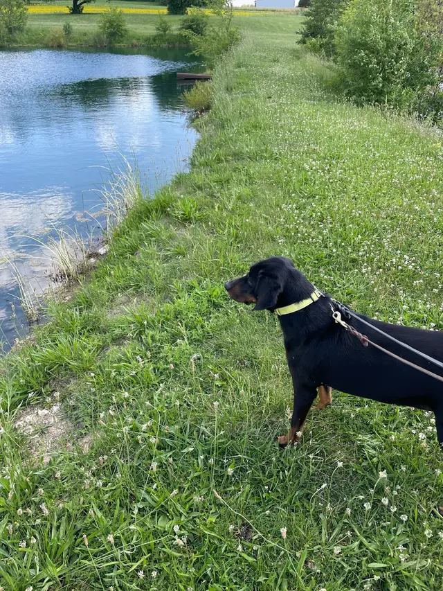 Sam I Am Boarding, Grooming, & Training — photo from the business 4