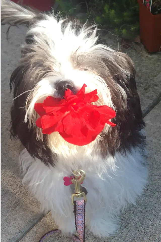 Advanced Canine Techniques — customer photo 4