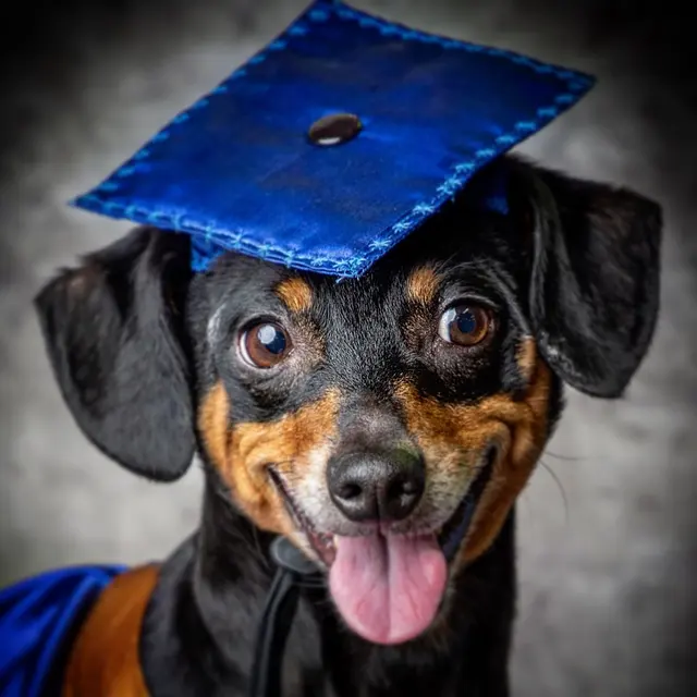 Advanced Canine Techniques — photo from the business 2