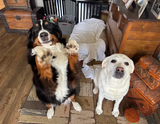 Advanced Canine Techniques — customer photo 3