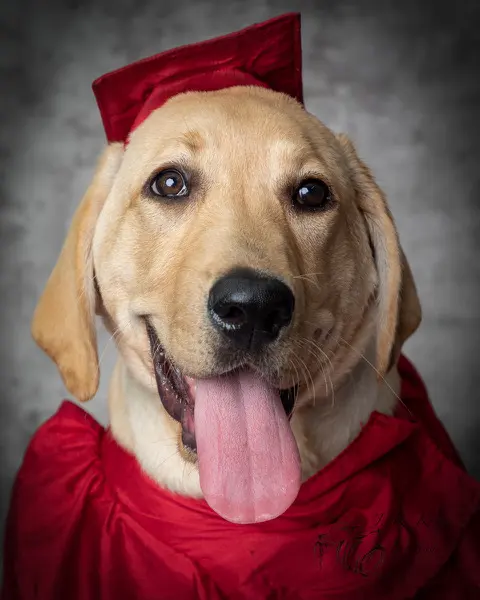 Advanced Canine Techniques — customer photo 7