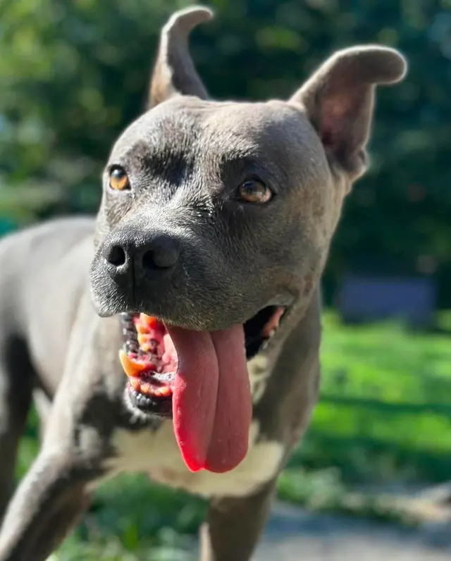 American PineAcre Kennels — photo from the business 8
