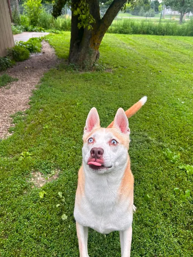 American PineAcre Kennels — customer photo 3