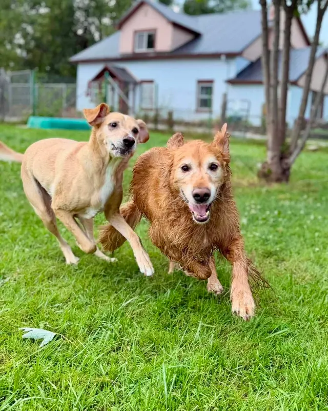 American PineAcre Kennels — photo from the business 6
