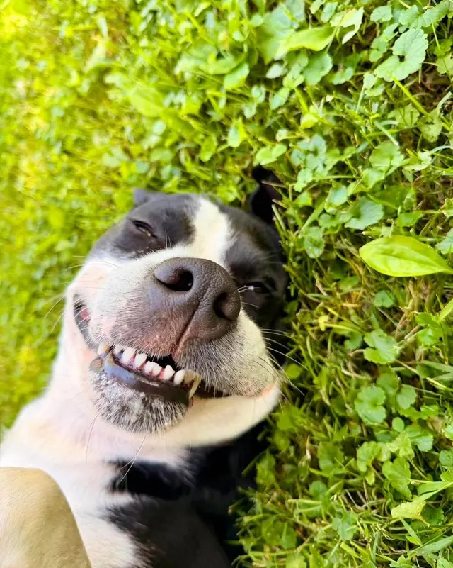 American PineAcre Kennels — photo from the business 11