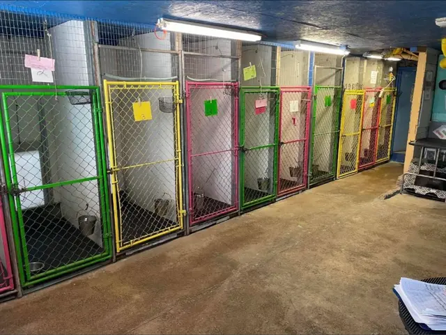 American PineAcre Kennels — photo from the business 2