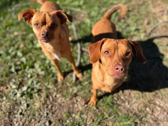 American PineAcre Kennels — customer photo 5