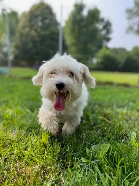 American PineAcre Kennels — customer photo 9