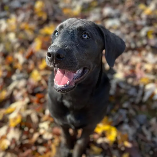 American PineAcre Kennels — photo from the business 10
