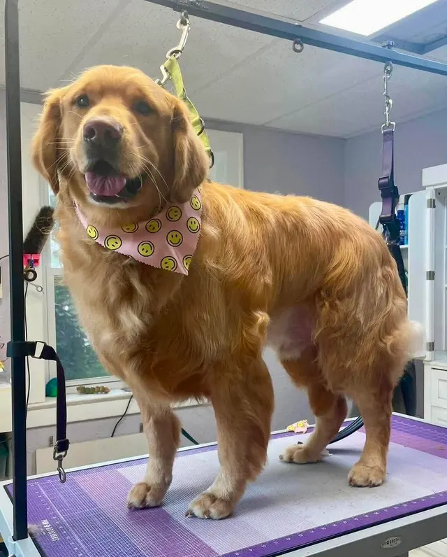 American PineAcre Kennels — photo from the business 4