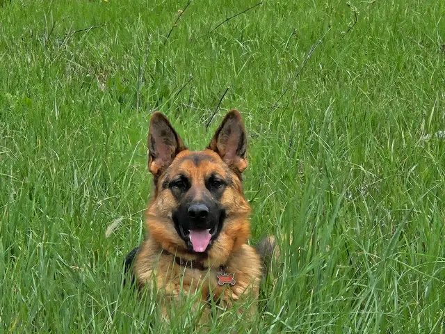 Customer photo of work by Muncie Obedience Training Club, from sharyn mcnamee's review