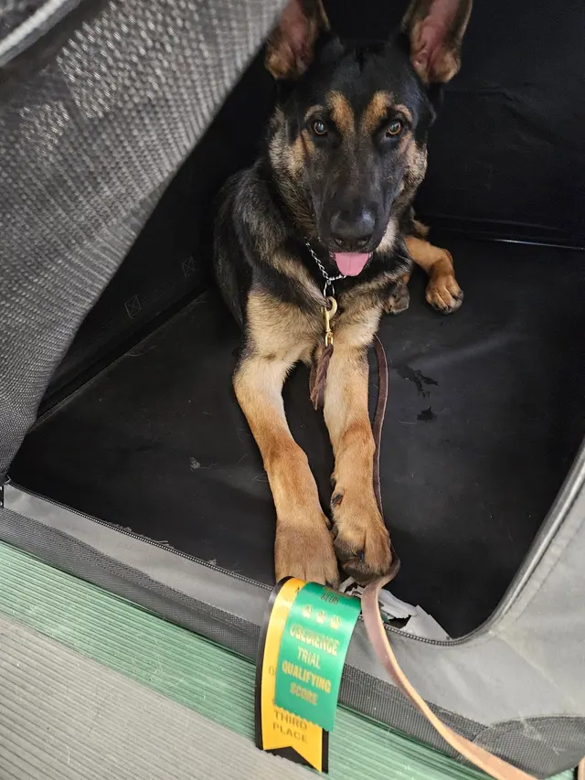 Customer photo of work by Muncie Obedience Training Club, from sharyn mcnamee's review
