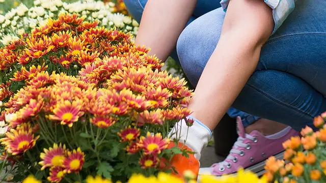 Garden Center at The Home Depot — photo from the business 6