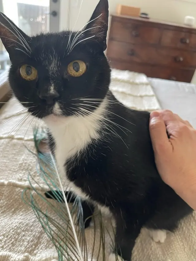 Music City Cats — customer photo 8