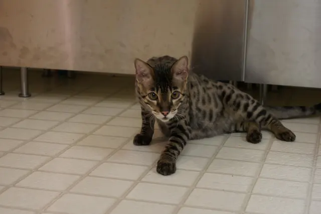 Music City Cats — photo from the business 7