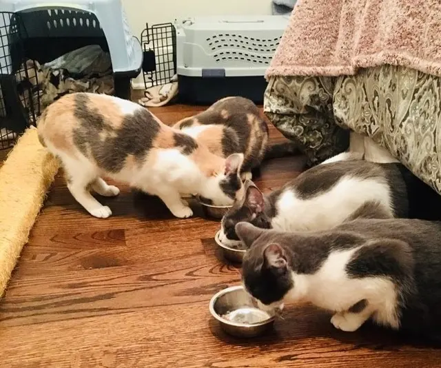 Music City Cats — photo from the business 3